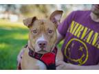 Adopt Bruce a American Staffordshire Terrier