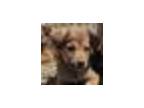 Adopt Sourdough a Mixed Breed