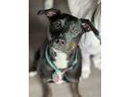Adopt Cooper a Labrador Retriever, Catahoula Leopard Dog