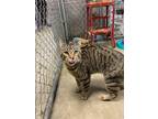 Johnny Cats Domestic Shorthair Young Male
