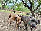 Lilo Love American Pit Bull Terrier Adult Female