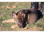 Cleo German Shepherd Dog Puppy Female
