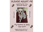 Joey Poodle (Miniature) Young Male