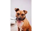 72241A Leroy American Staffordshire Terrier Adult Male