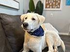 Charlie Russell Great Pyrenees Adult Male