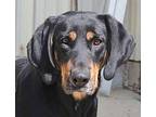 Jayne Black and Tan Coonhound Adult Female
