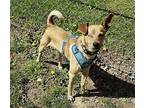 NICK FURRY Chihuahua Young Male