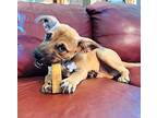 Chance the Little Guy Chihuahua Adult Male