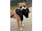 Bayou Boxer Adult Male