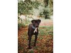 72527A Sheba-Adoption Ambassador Labrador Retriever Adult Female
