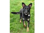 Magpie German Shepherd Dog Adult Female
