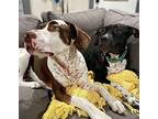 Diamond Ark the dog park girl American Pit Bull Terrier Adult Female