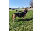 Ruby Beagle Adult Female