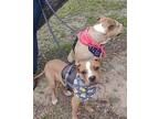 Austin Boxer Young Male