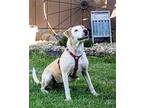 SUNSHINE SUNNI Labrador Retriever Adult Female
