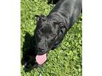 Clover Labrador Retriever Puppy Female