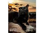 Walter 29841 Domestic Shorthair Senior Male