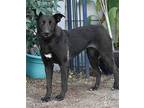 Amy von Oasis German Shepherd Dog Young Female