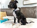 Lala Dixie American Bulldog Puppy Female