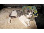 FLORA Domestic Shorthair Kitten Female