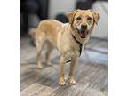 Dora Labrador Retriever Adult Female