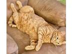 Goldie (Front declawed) American Shorthair Adult Female