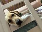 Kinney Labrador Retriever Young Female