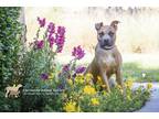 72593A Didgeridoo Boxer Adult Male