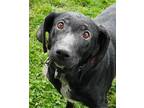 Luna Labrador Retriever Adult Female