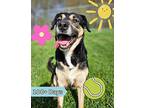 Aberdean German Shepherd Dog Adult Female