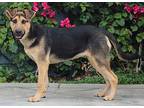 Moxie von Moers German Shepherd Dog Puppy Female