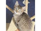 Tempo Domestic Shorthair Kitten Male