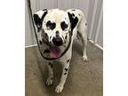 Coop Dalmatian Adult Male