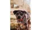 72965a Chia American Staffordshire Terrier Adult Female