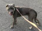 Luna Moth Cane Corso Adult Female