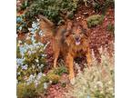 PETIE URGENT FOSTER NEEDED Sheltie, Shetland Sheepdog Senior Male