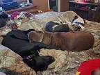 Sweetie Valentine Labrador Retriever Adult Female