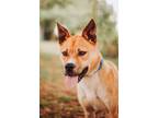 72514A Hullabaloo Carolina Dog Adult Male