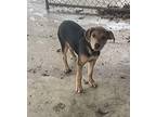 CHERRY Shepherd (Unknown Type) Puppy Female