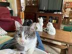Jingles Domestic Shorthair Senior Female