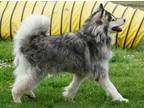 Pepper Alaskan Malamute Adult Female