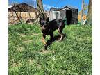 Disco $475 Miniature Pinscher Adult Female