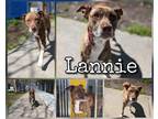 Lannie Mixed Breed (Medium) Senior Female