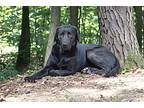 Lilah Labrador Retriever Young Female