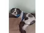 Whimsey Lhasa Apso Senior Male