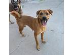 Barbara Rhodesian Ridgeback Adult Female