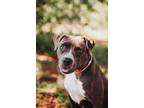 72755A Babybel American Staffordshire Terrier Adult Female