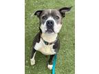 Angie American Pit Bull Terrier Young Female