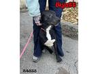 Wyatt Labrador Retriever Young Male