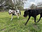 Birdy American Pit Bull Terrier Adult Female